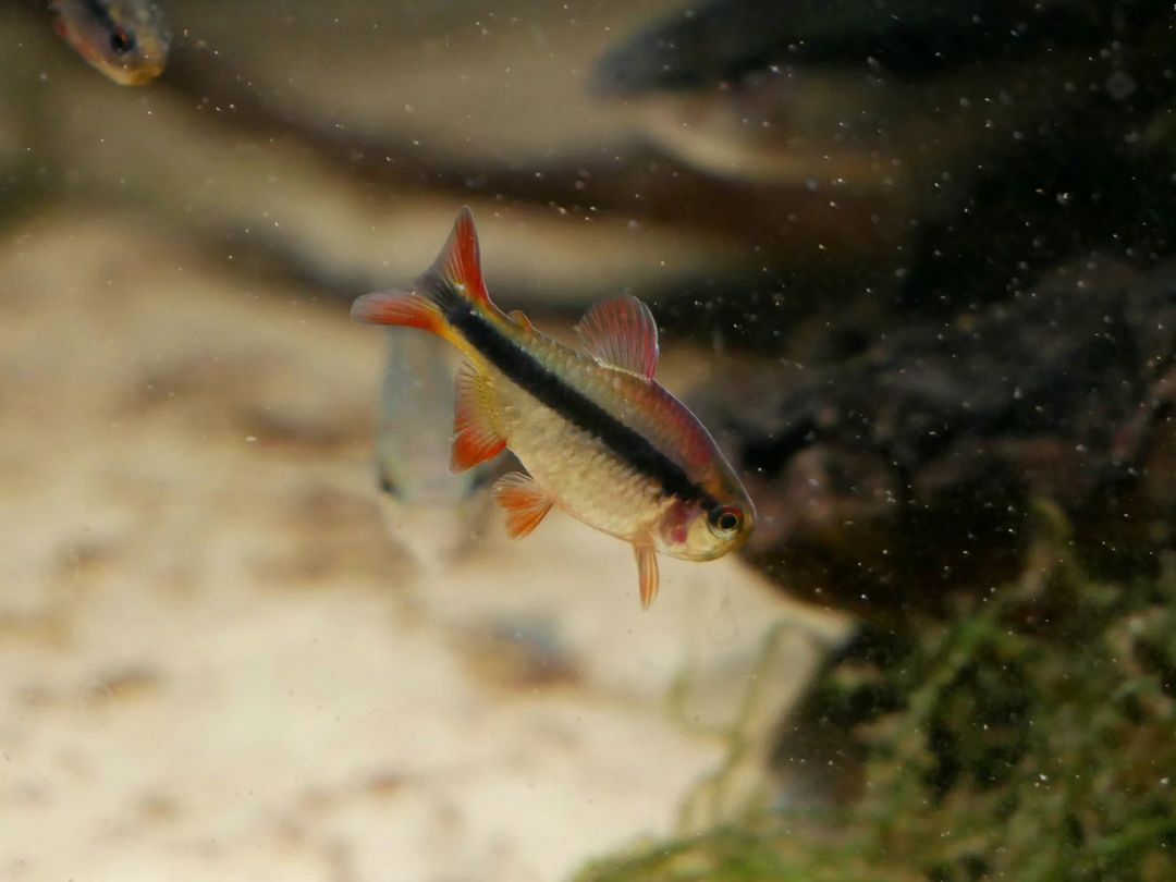 Imperal Lapis Tetra - MoonlightAquatics