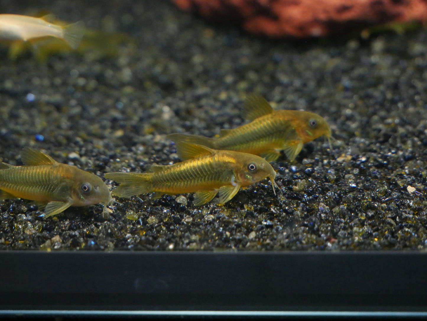 CW010 Gold Laser Corydoras - MoonlightAquatics