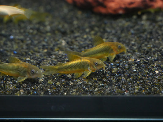 CW010 Gold Laser Corydoras - MoonlightAquatics