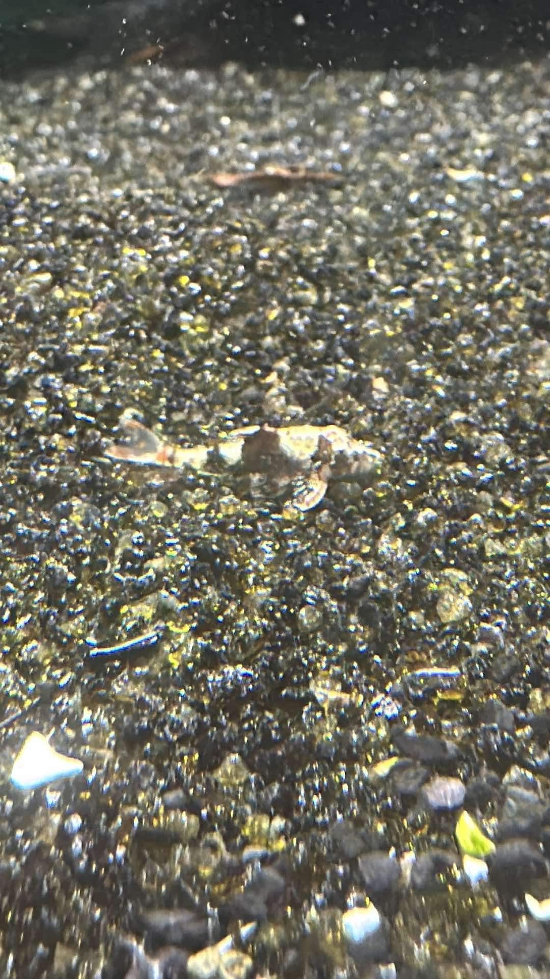 Bumblebee Otocinclus - MoonlightAquatics