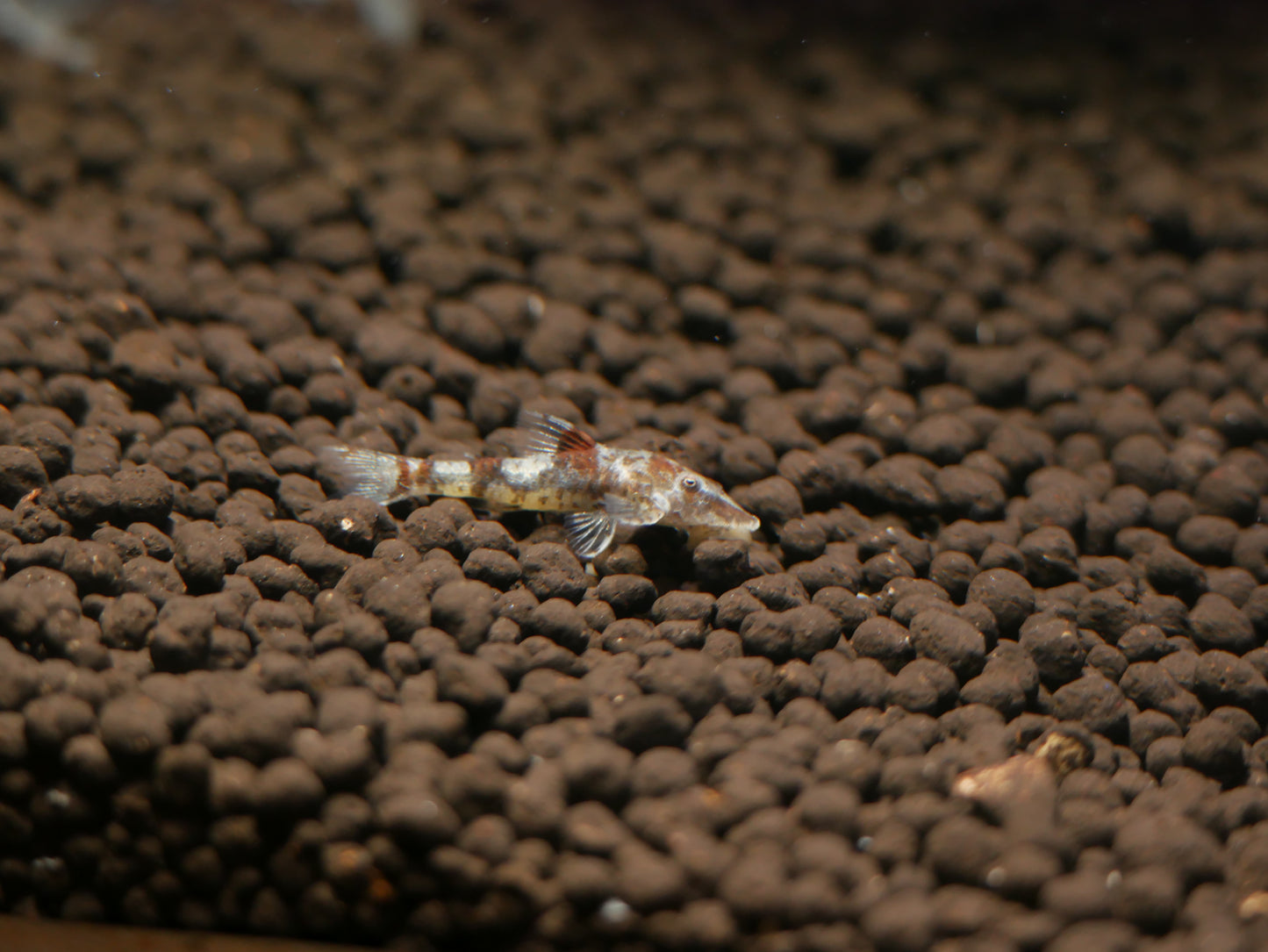 Bumblebee Otocinclus - MoonlightAquatics