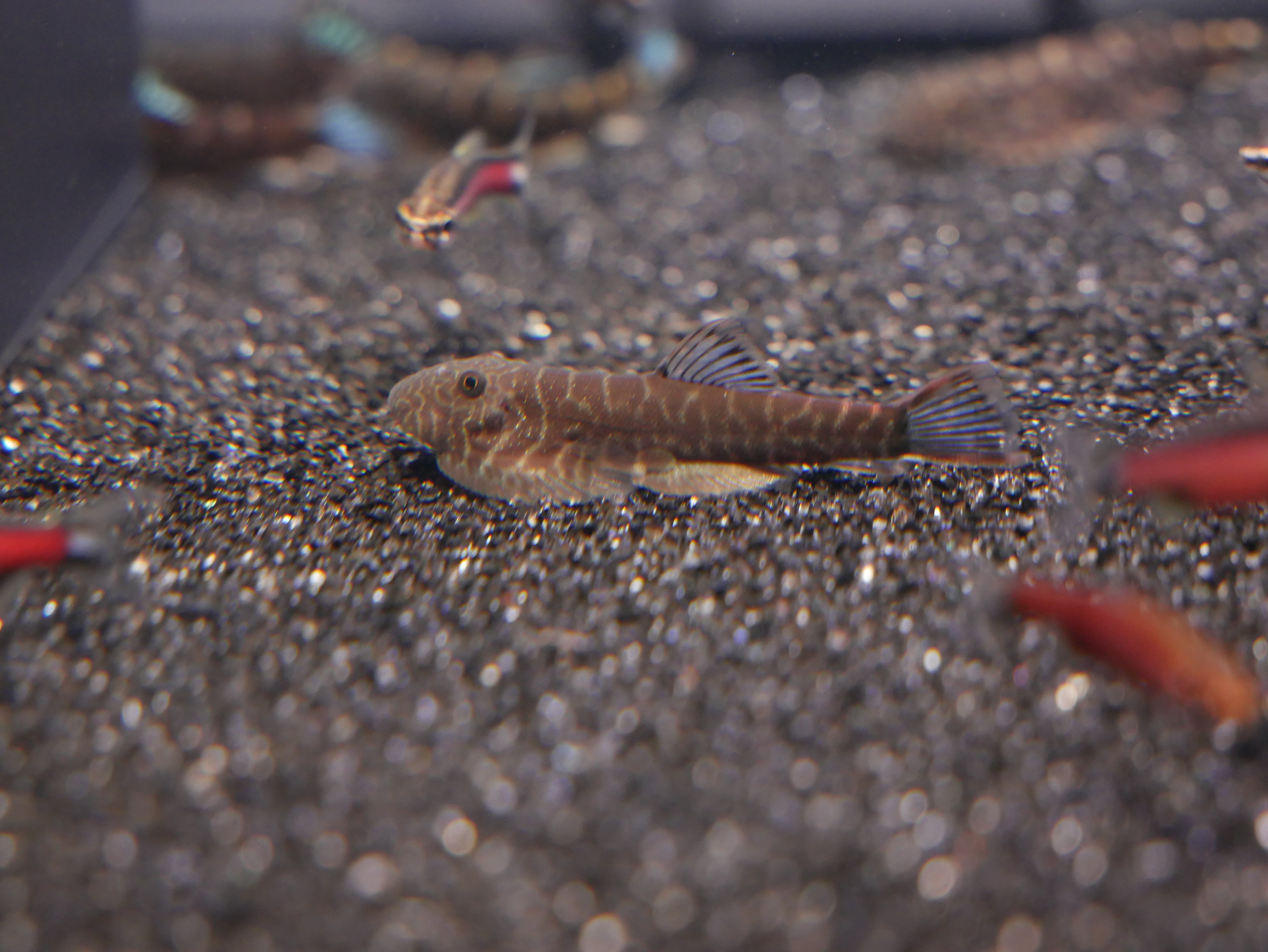 Blue Tail Hillstream Loach
