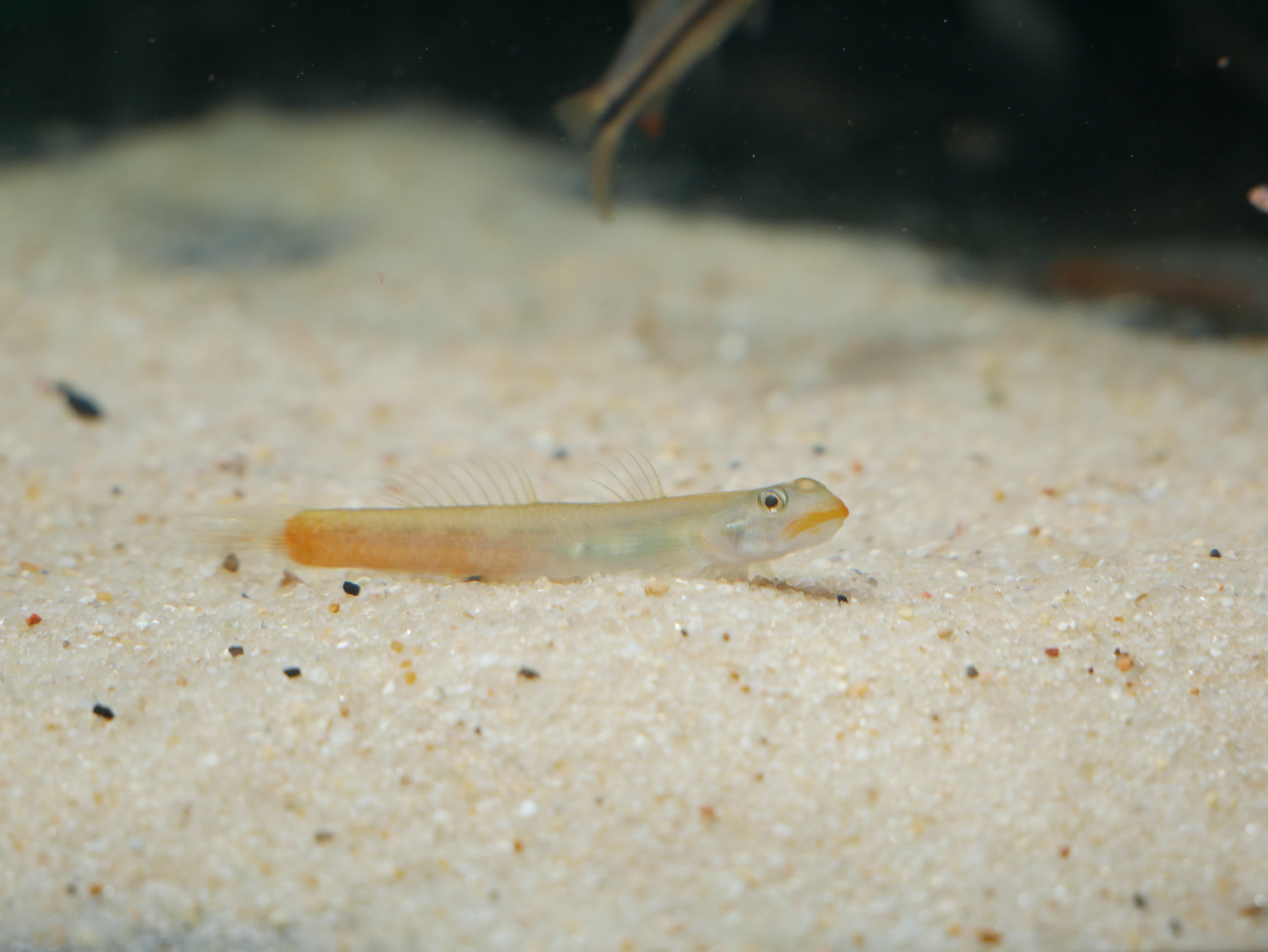 Red Lips Goby Sicyopus Exallisquamulus Moonlightaquatics